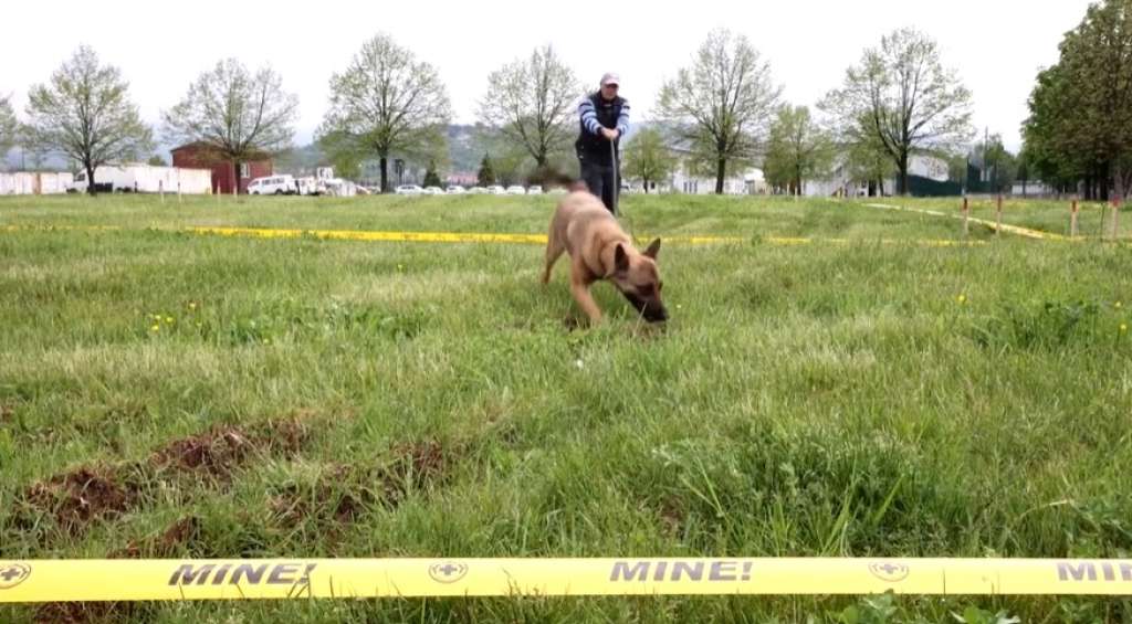 deminerski centar u bih obucava pse za razminiranje u ukrajini