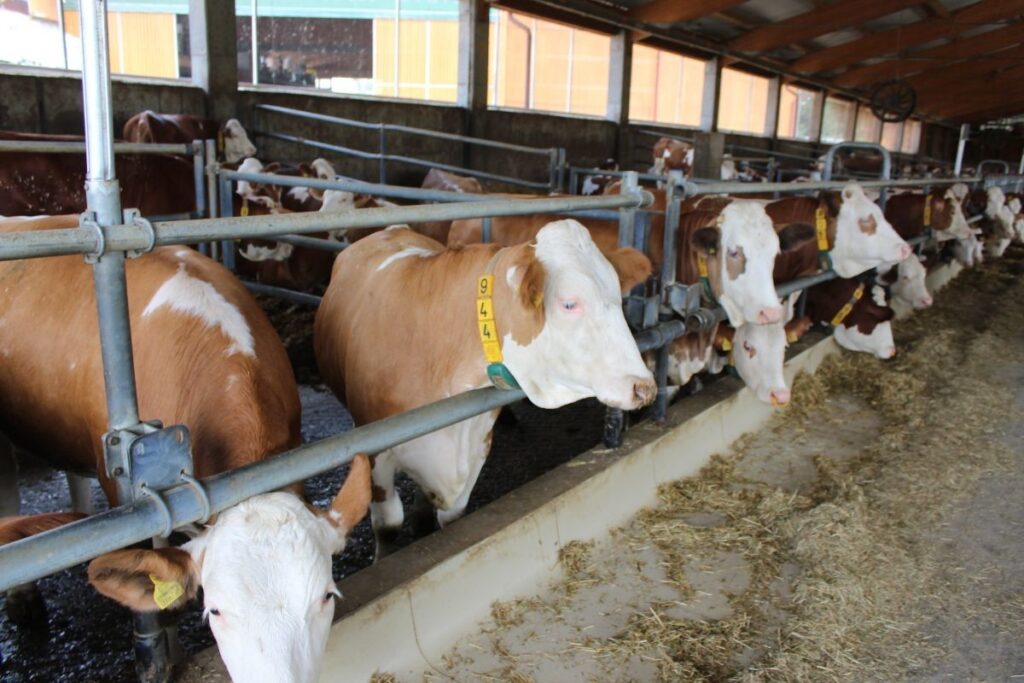 na 52 sajmu sljive u gradaccu po prvi put ce biti uprilicena izlozba mlijecnih pasmina