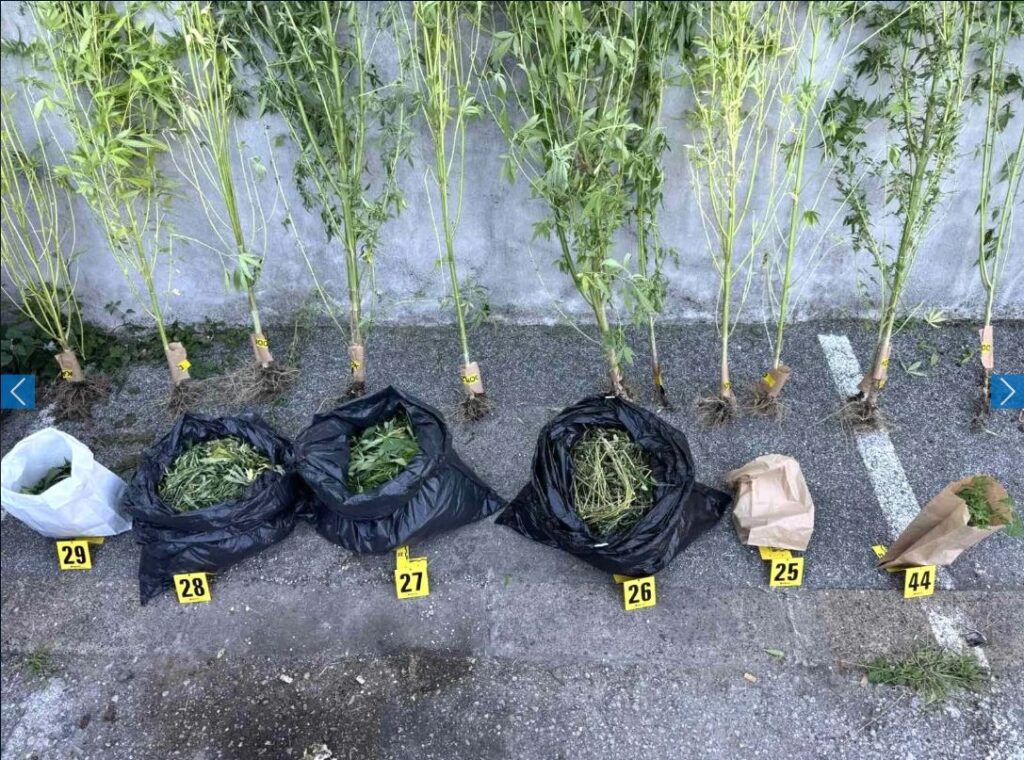 sluzbenici pu gracanica prilikom pretresa porodicne kuce pomocnih objekata dvorista i vlasnika pronasli zasadestabljika kanabisa uhapsen muskarac vlasnik kuce